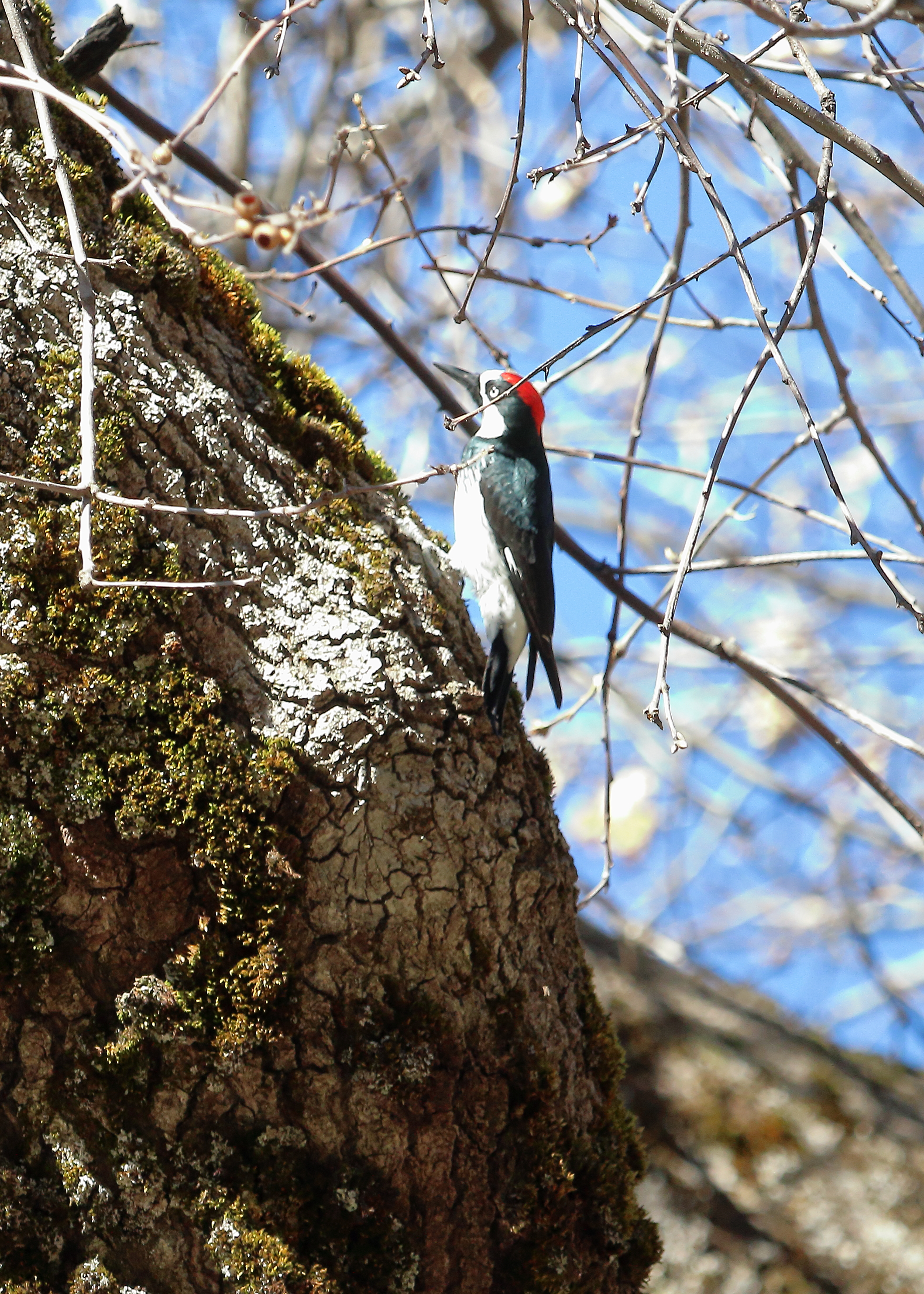 Acorn Woodpecker
