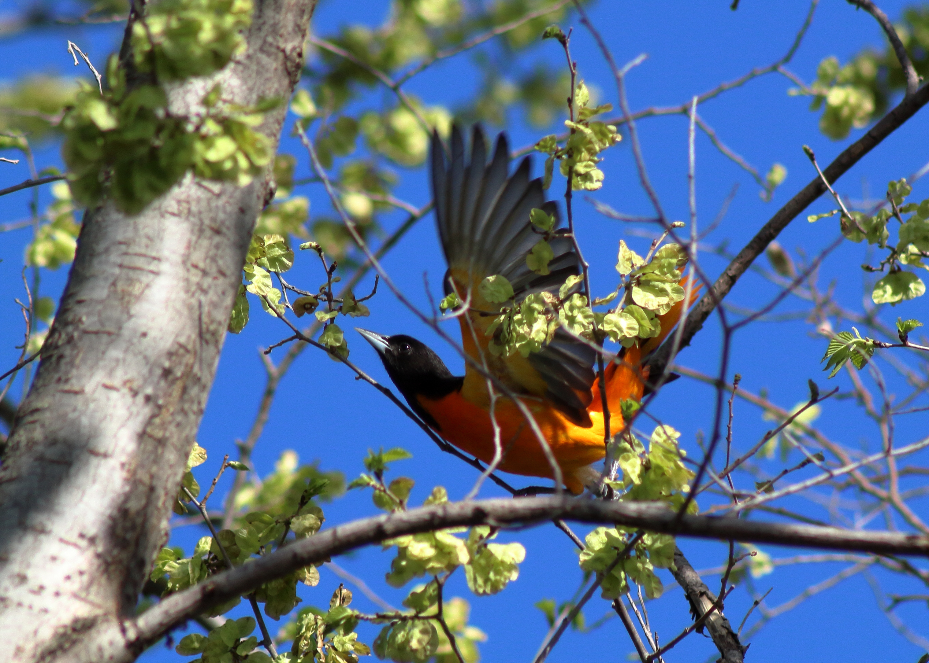 Oriole