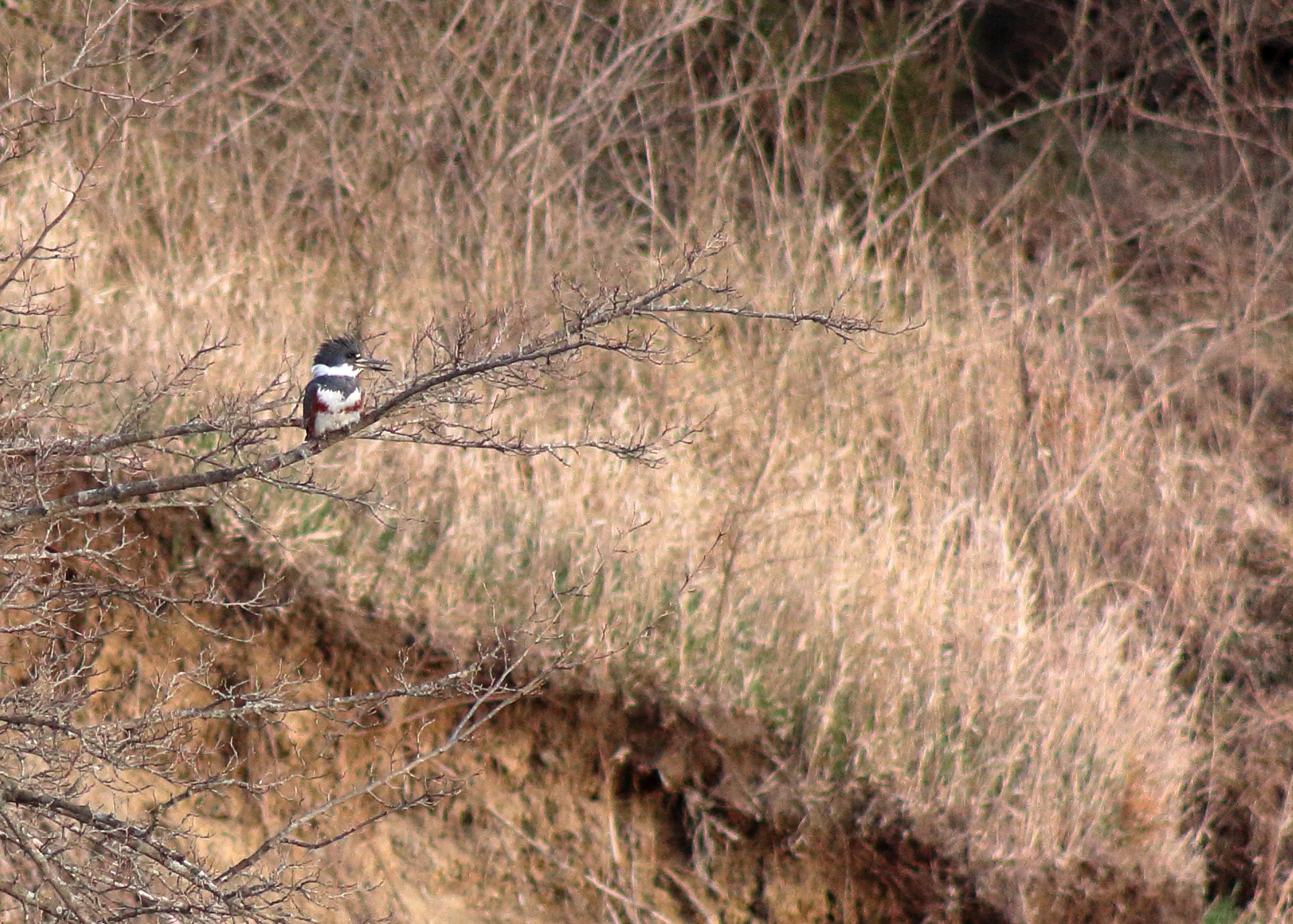 Belted Kingfisher