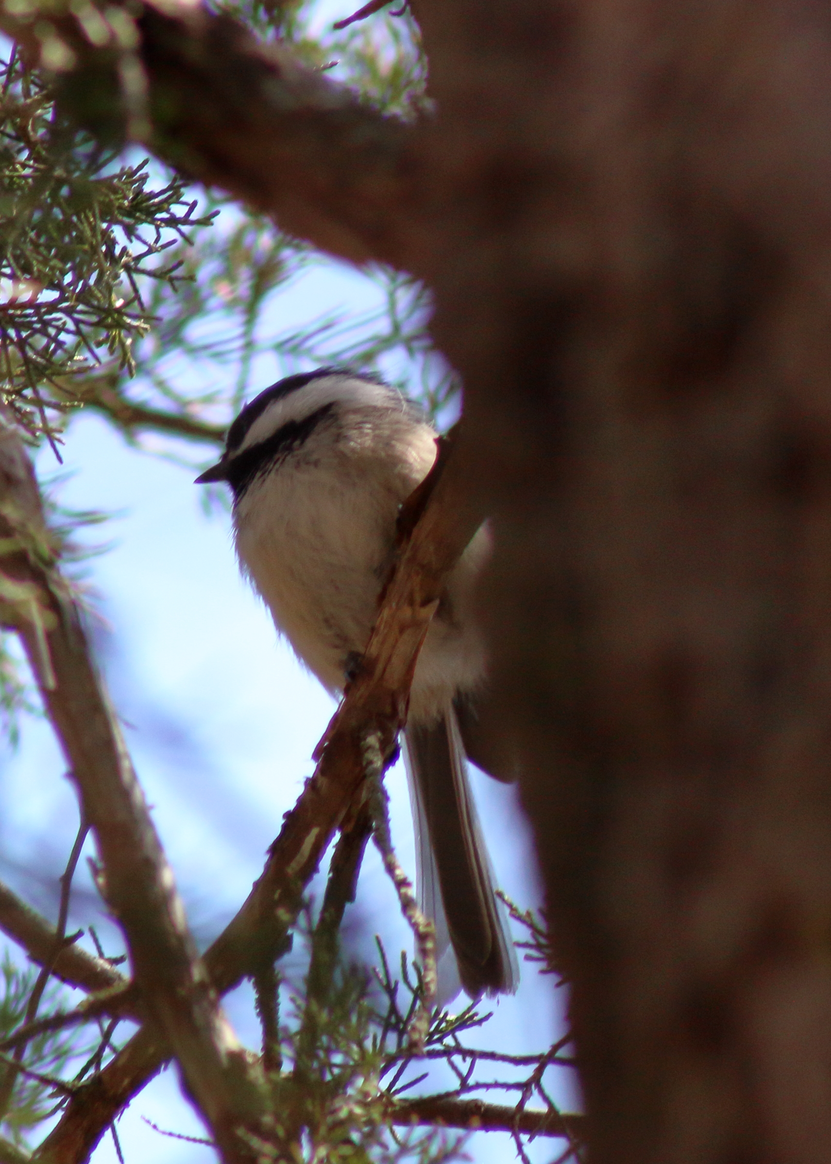 Black-capped Chickadee