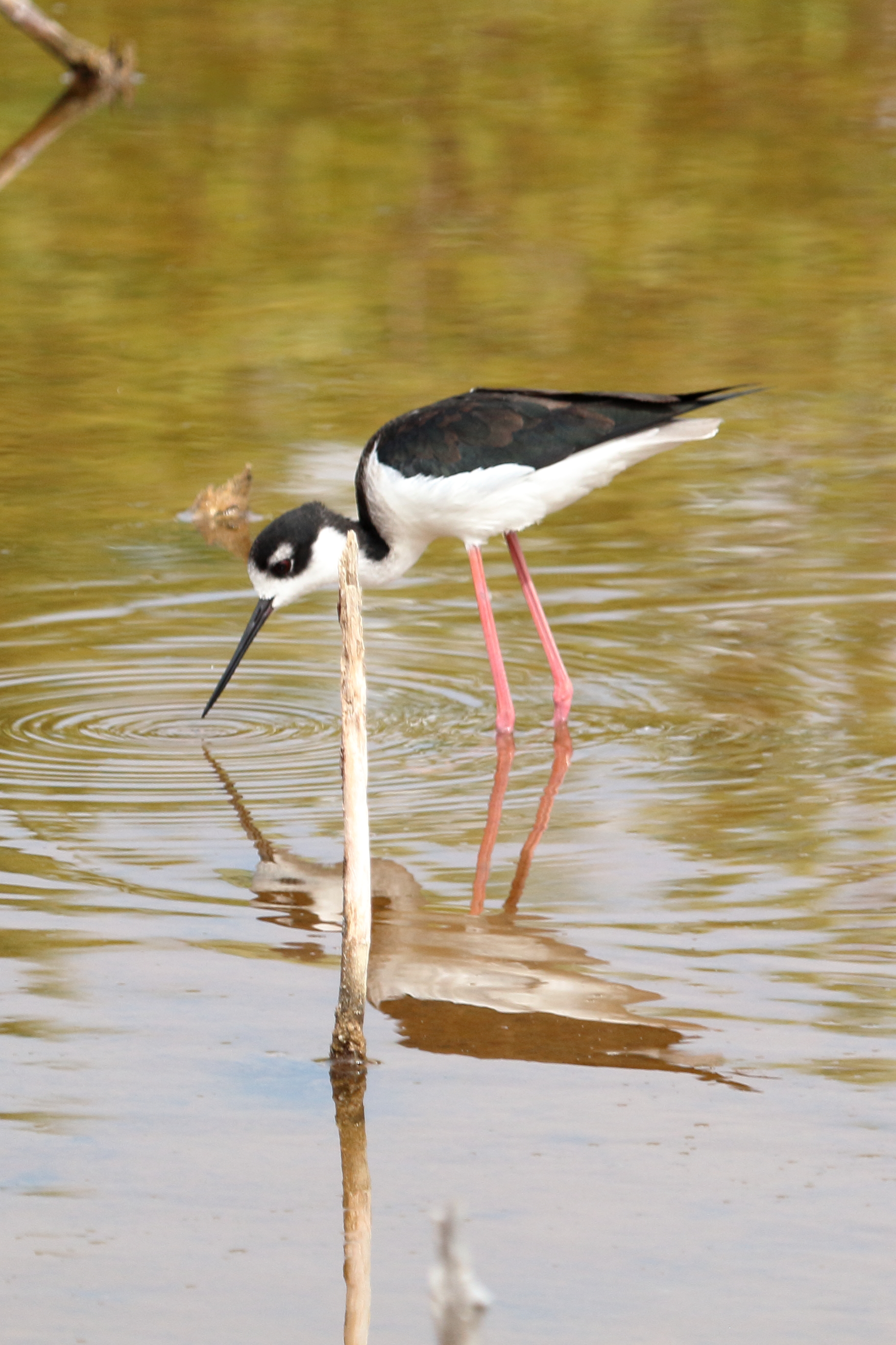 Black-necked Stilt