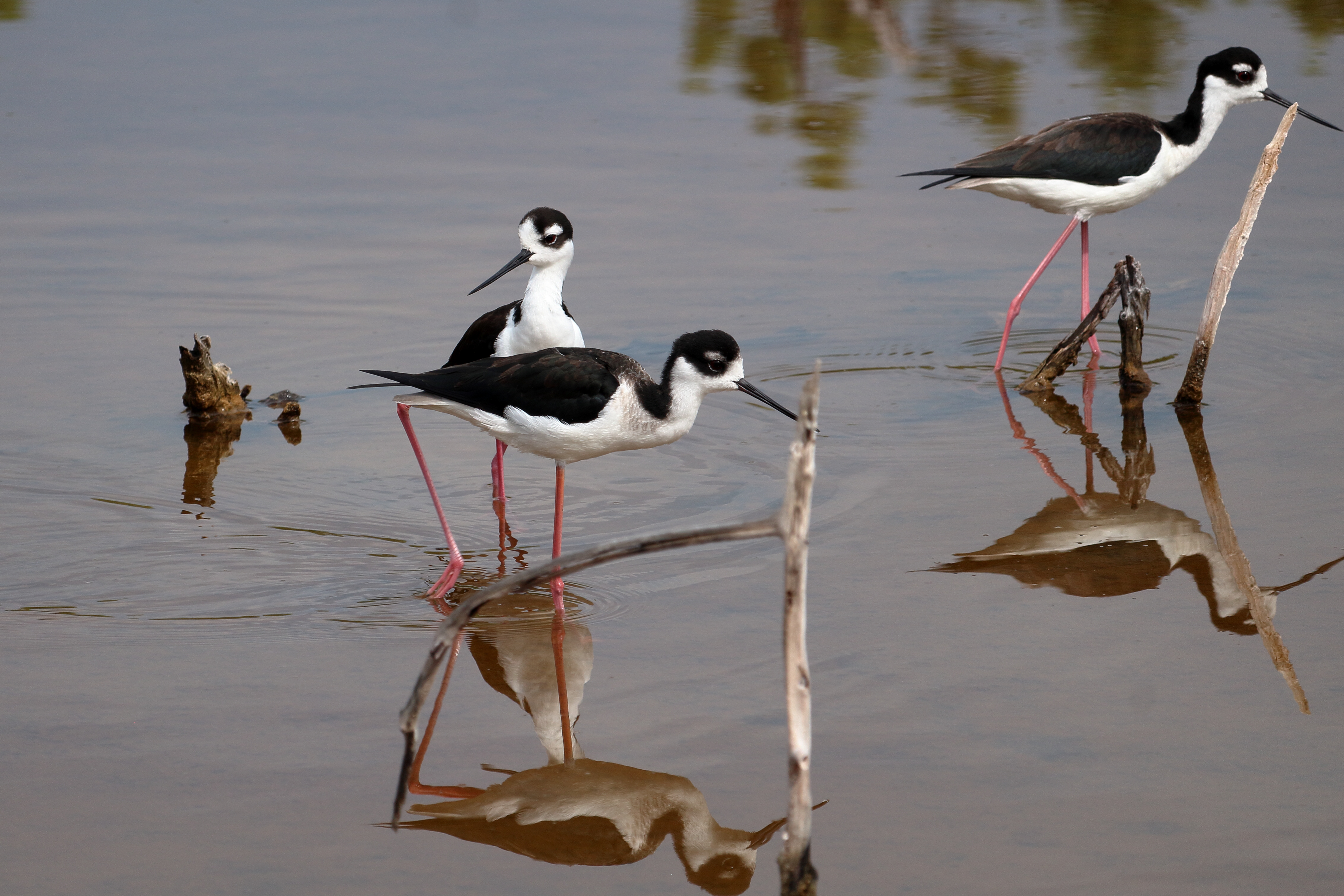 Black-necked Stilts