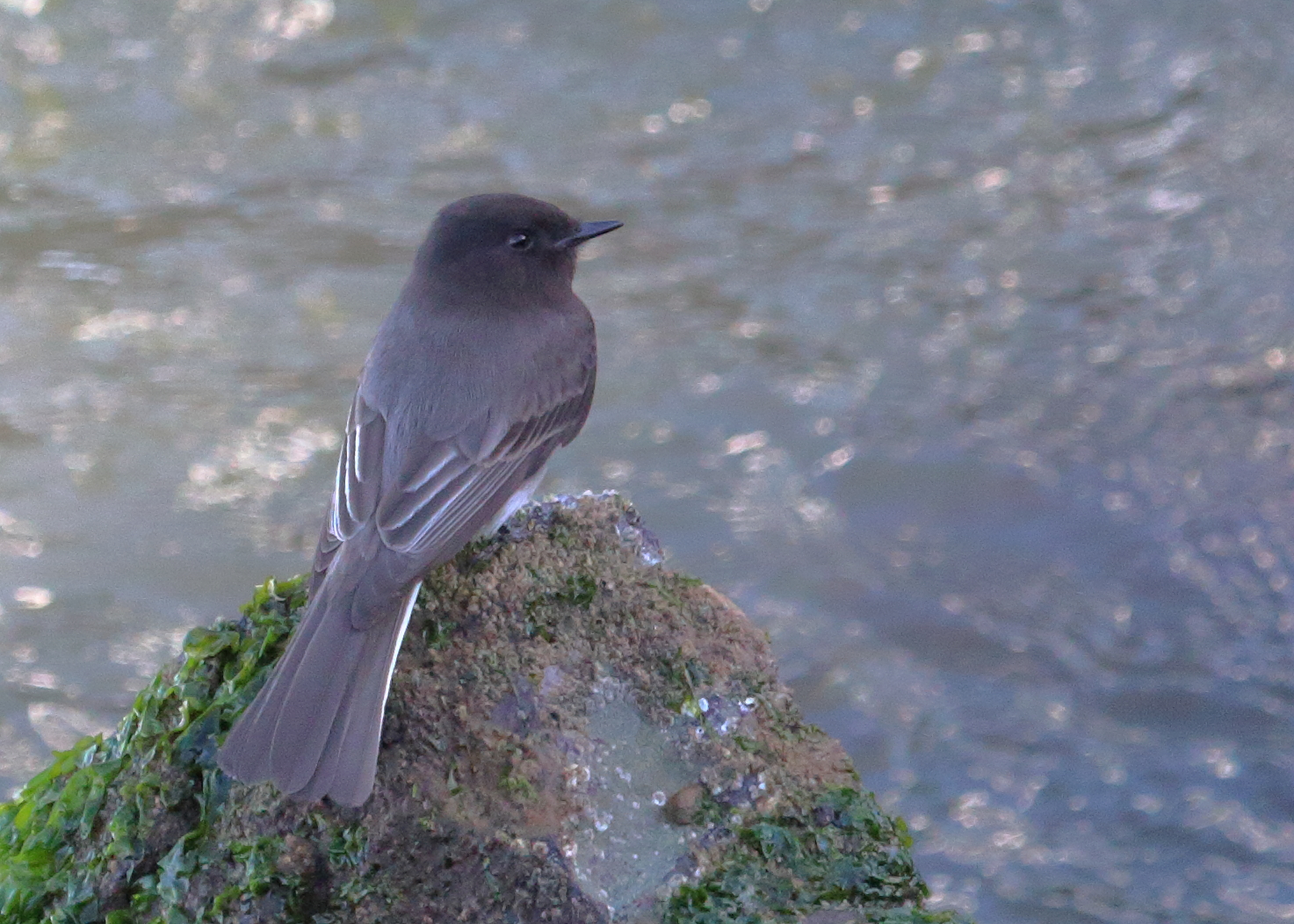 Black Phoebe