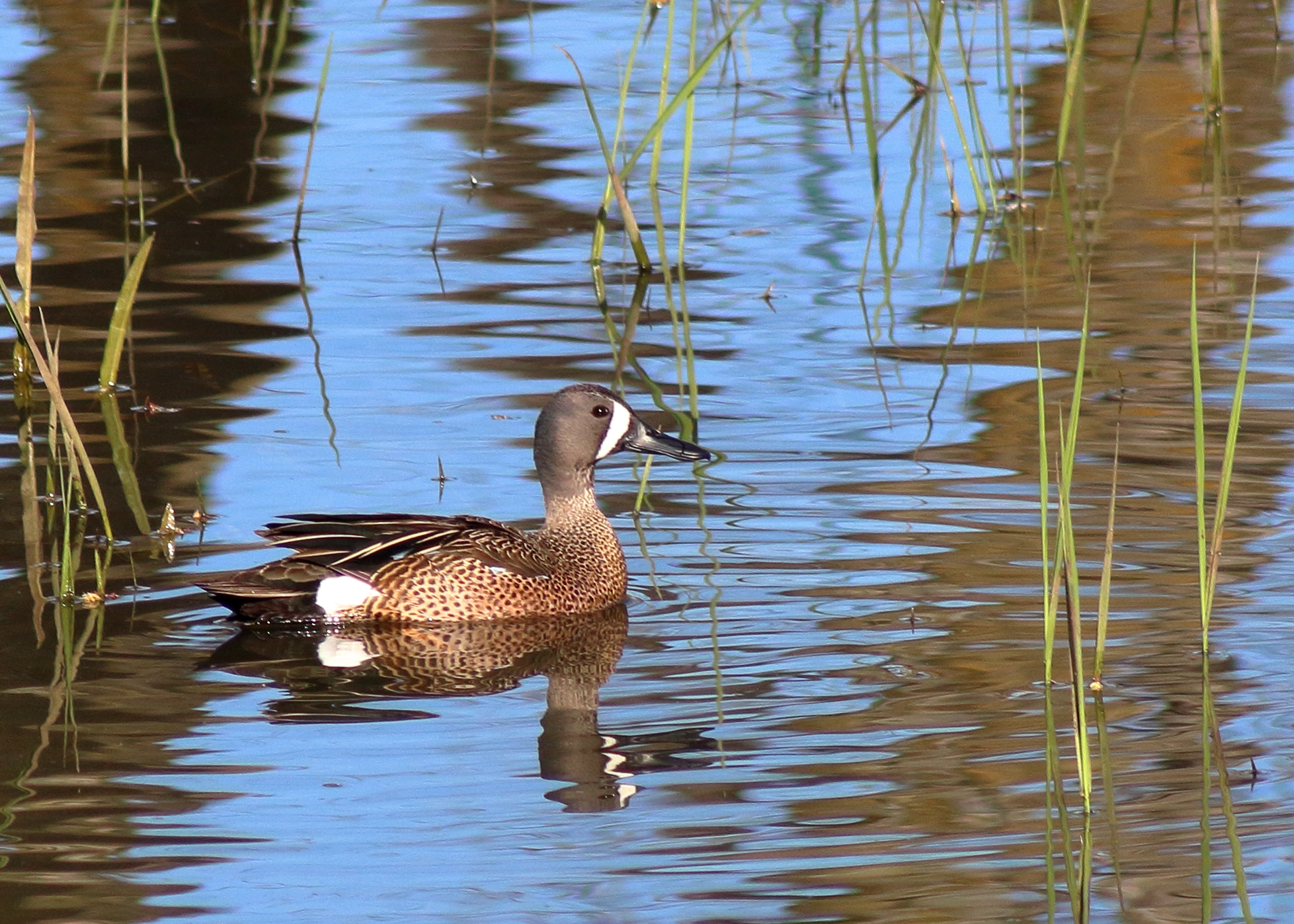 Blue-winged Teal