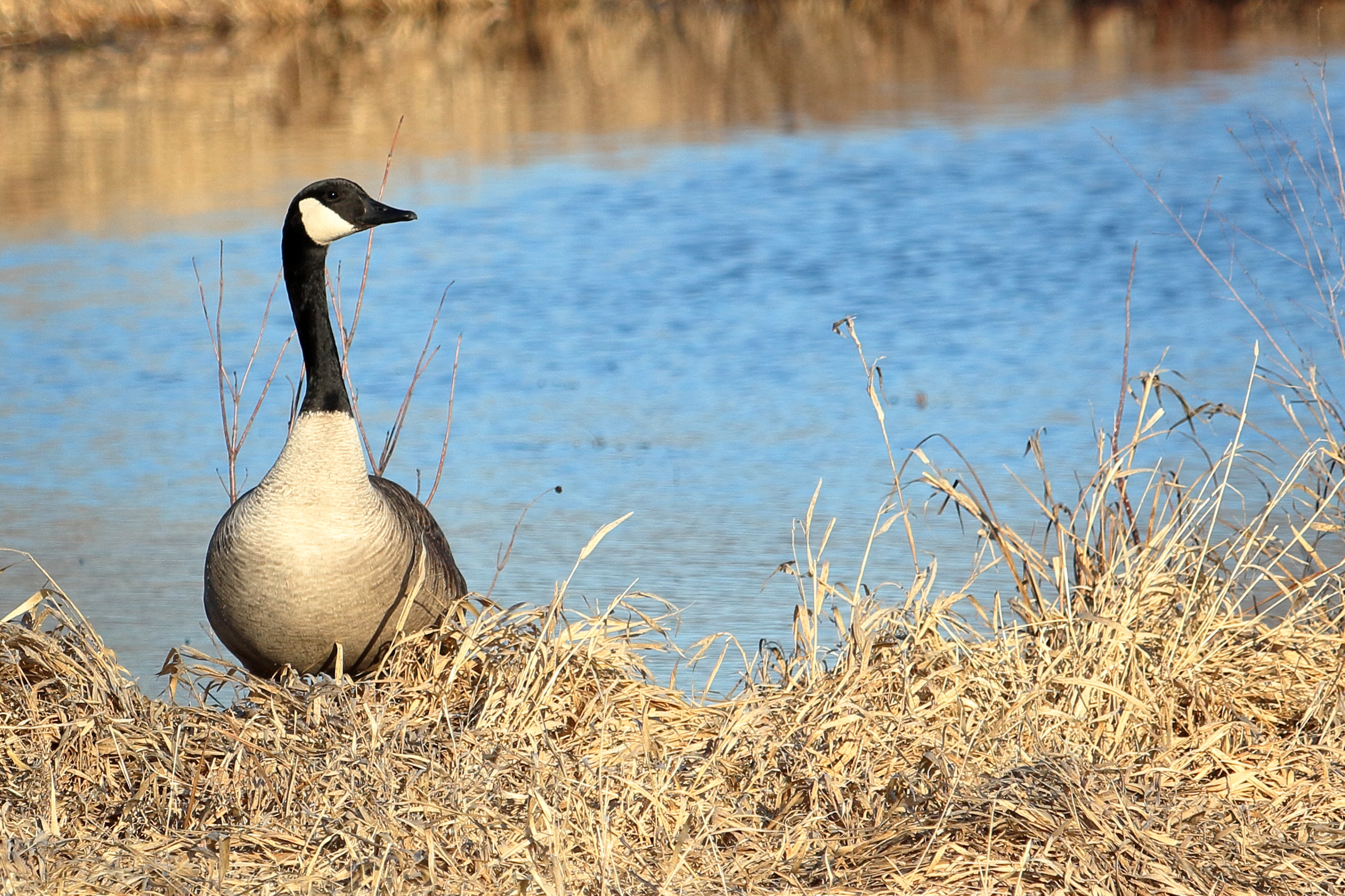 Canada Goose