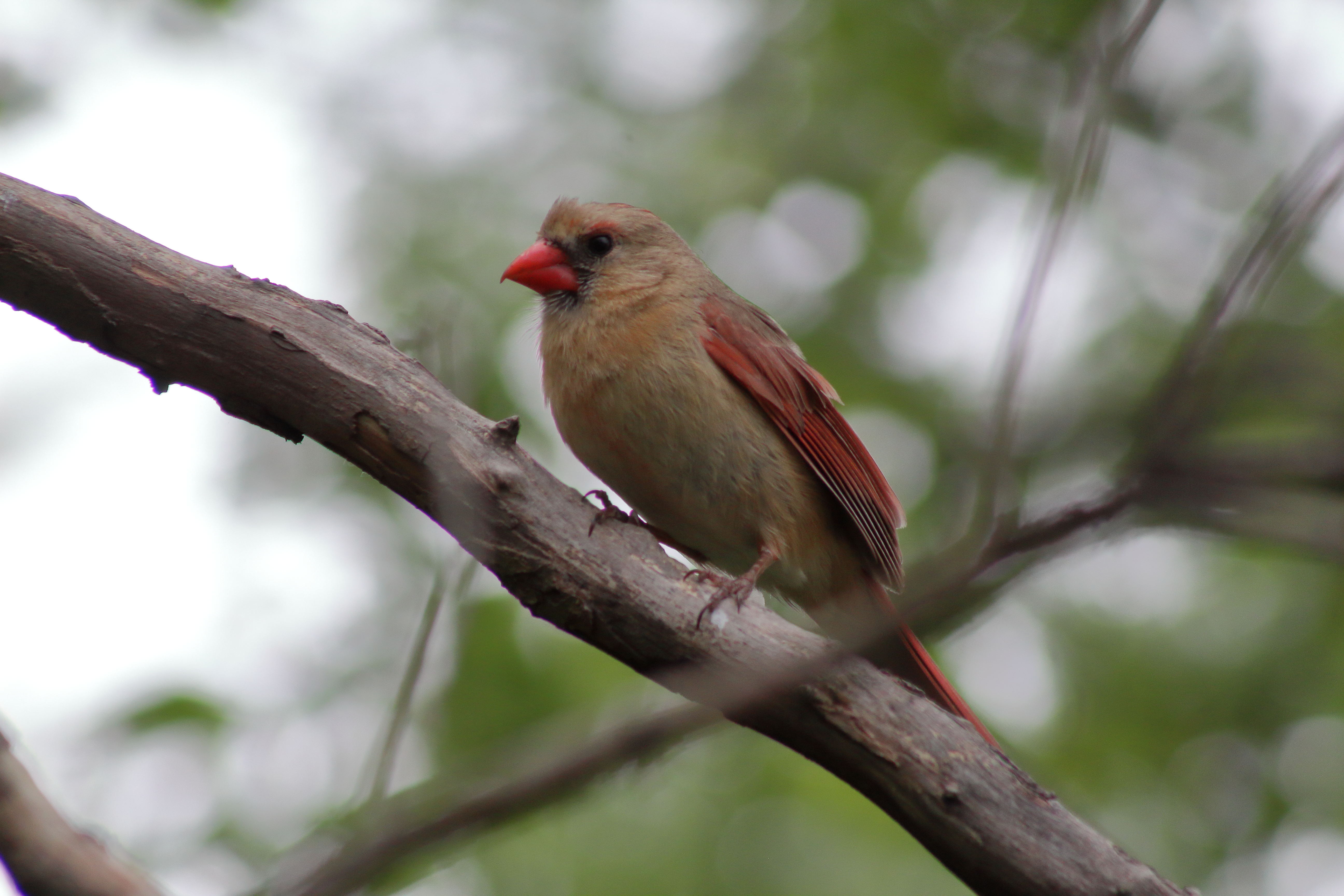 Female Cardinal