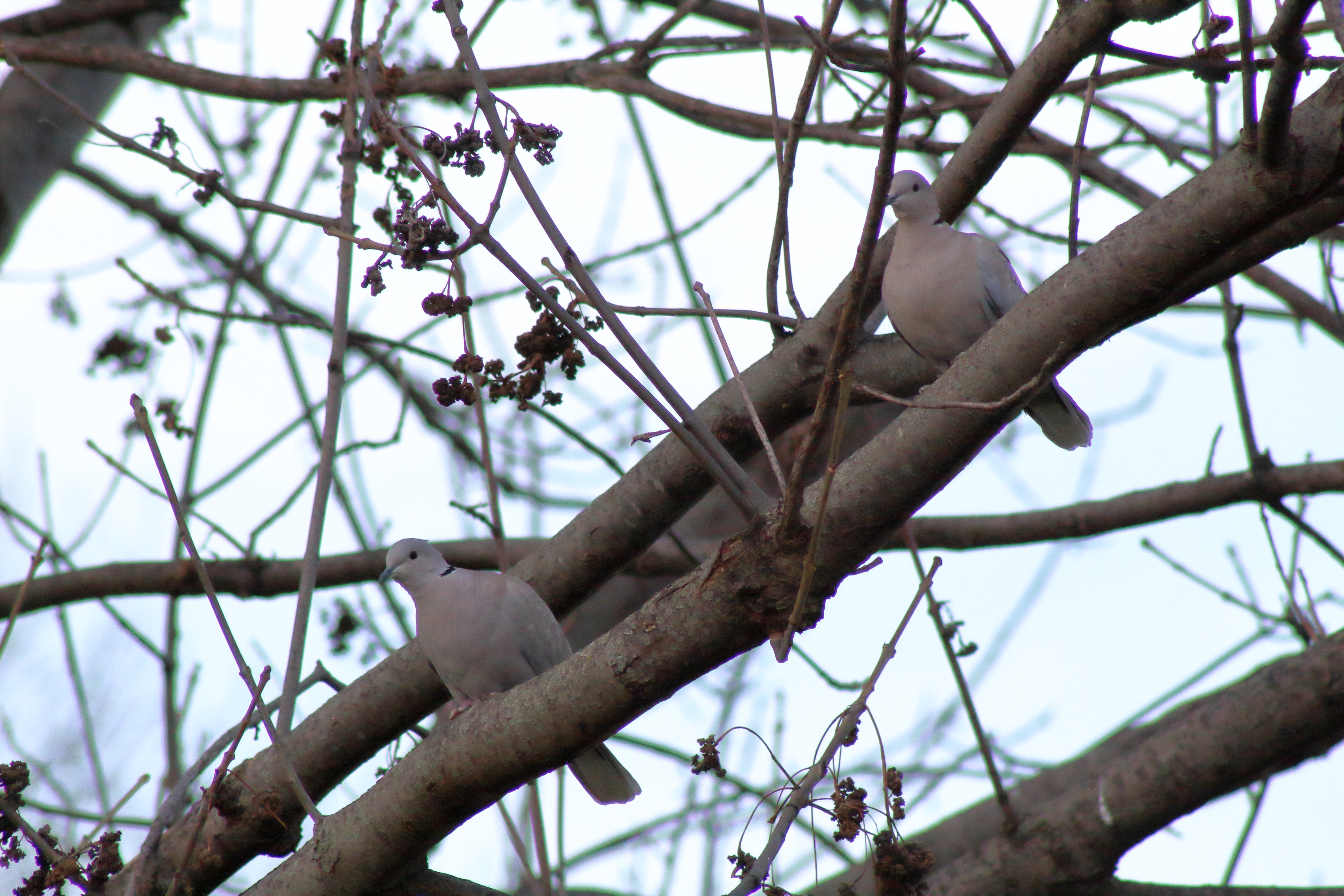 Eurasian Collared-Doves