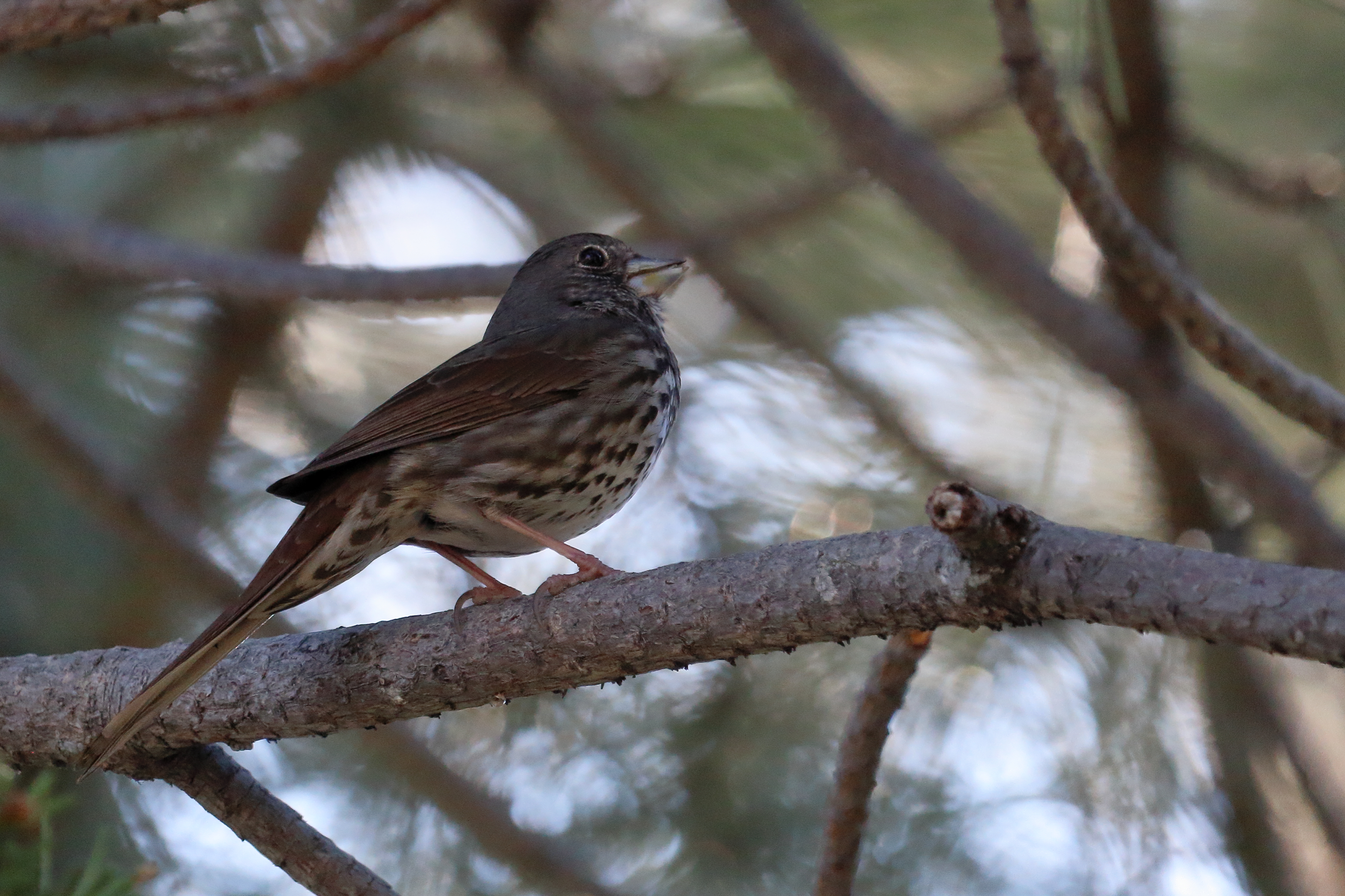Fox Sparrow