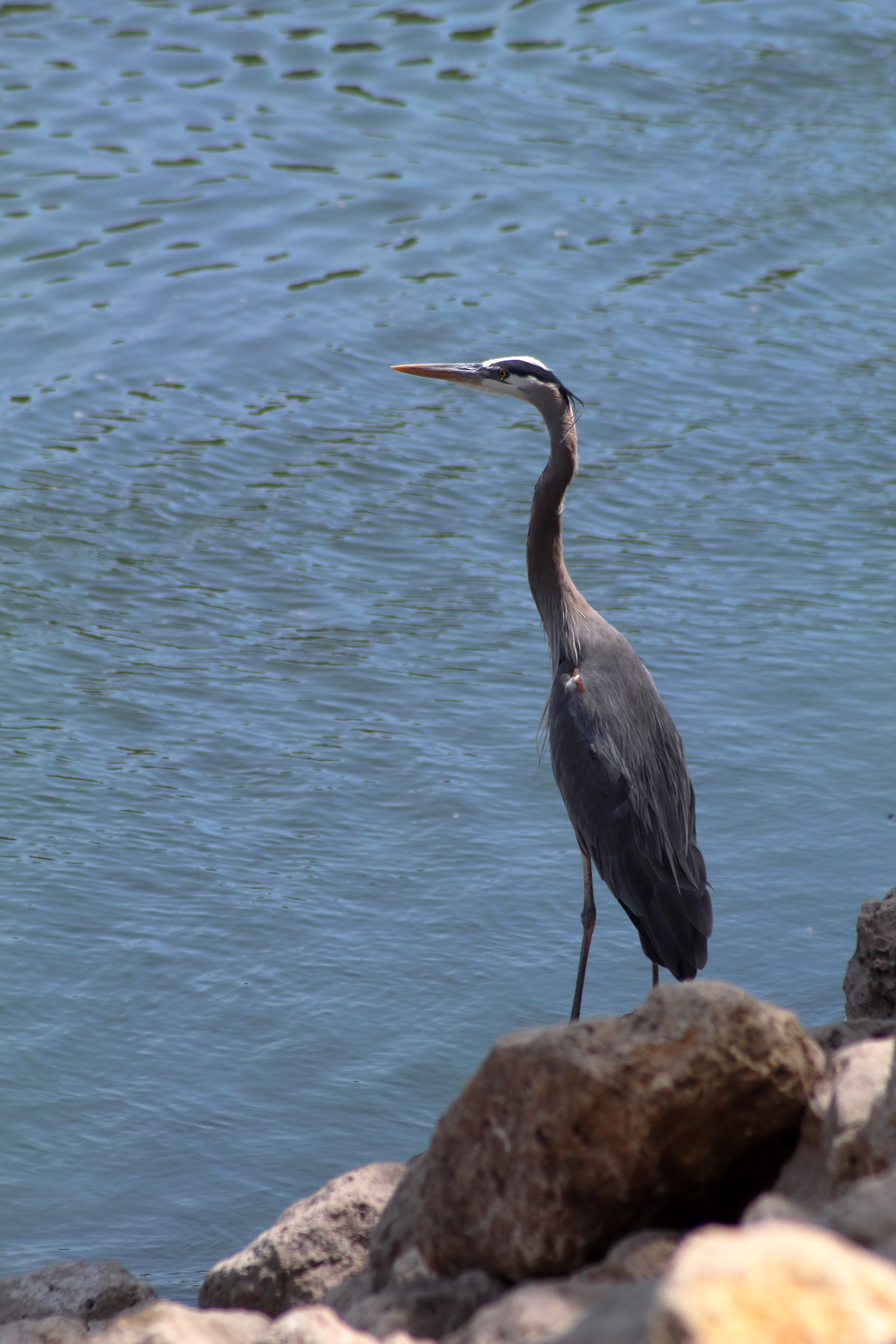 Great Blue Heron
