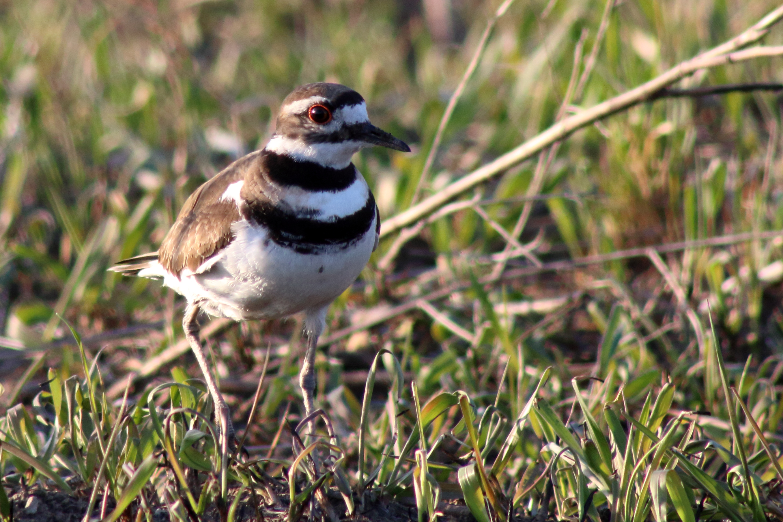 Killdeer
