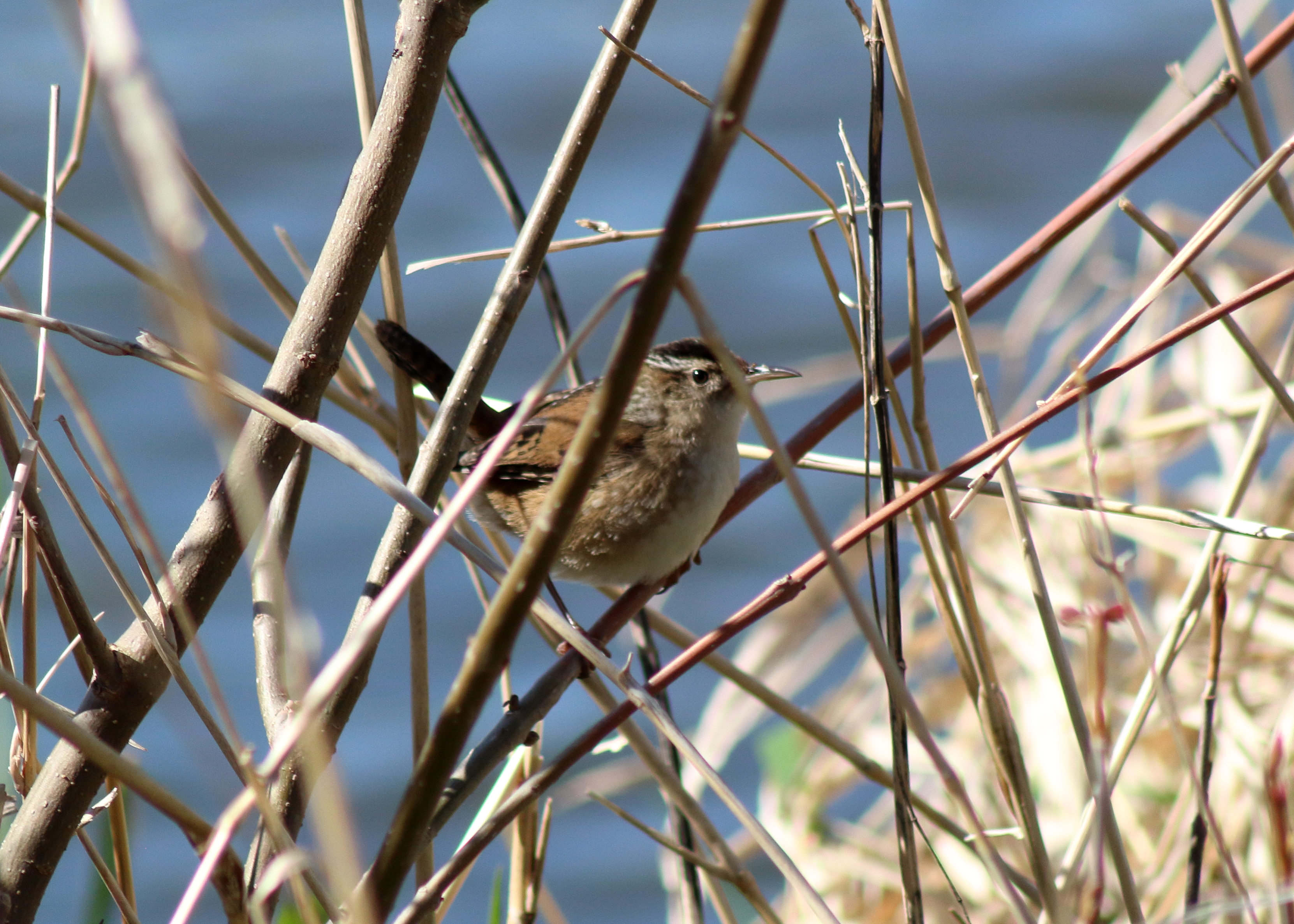 Marsh Wren