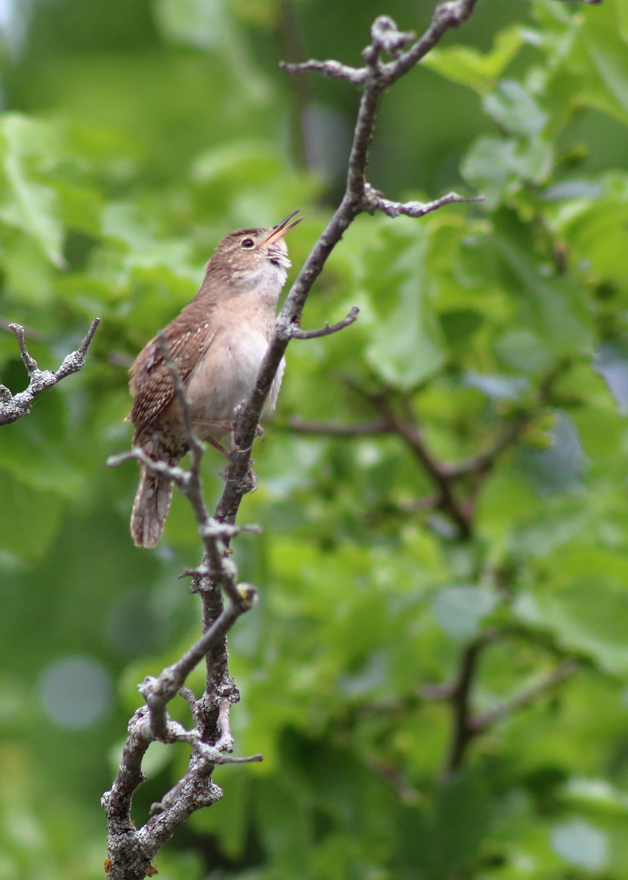 Northern House Wren