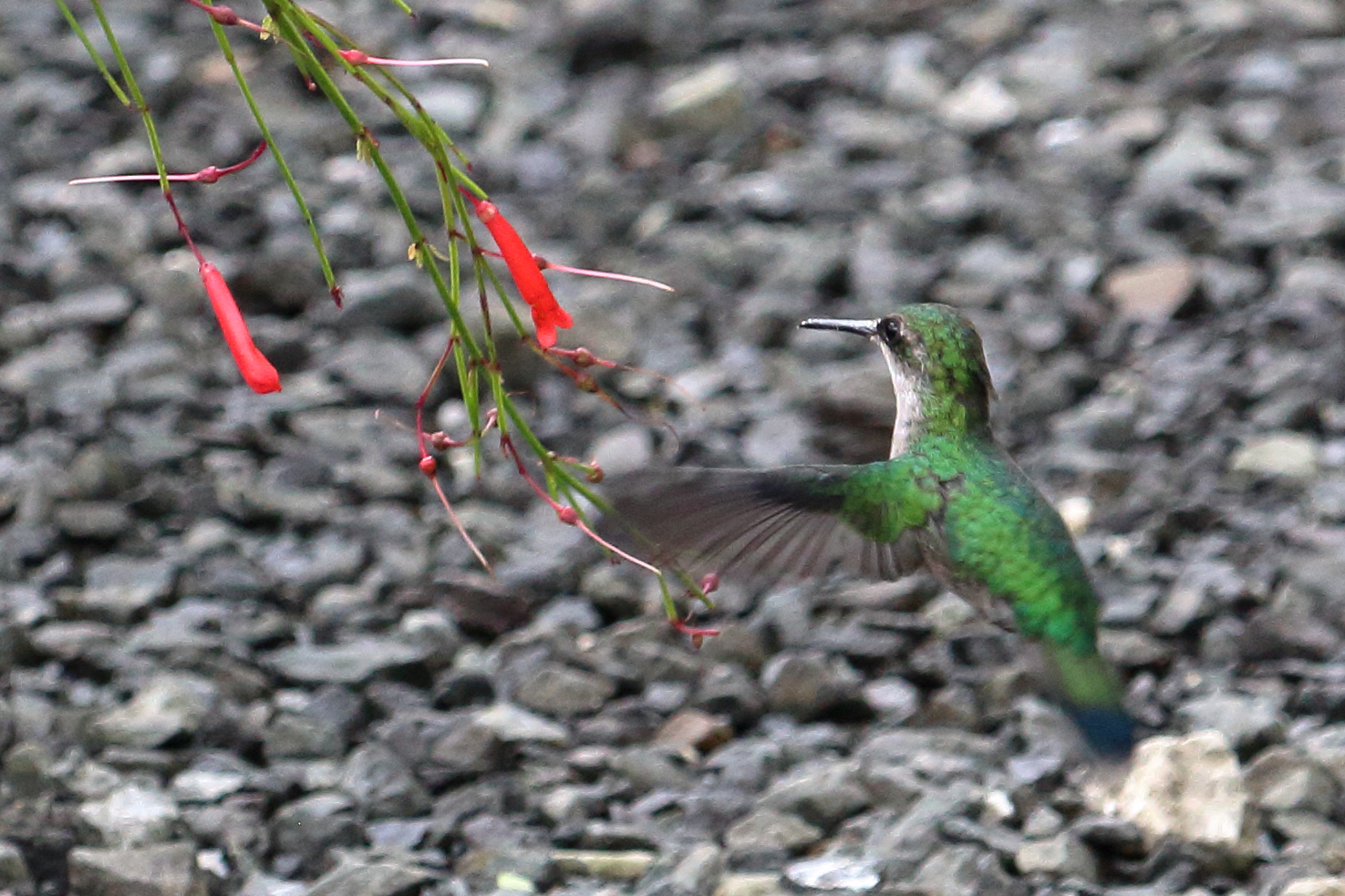 Puerto Rican Emerald