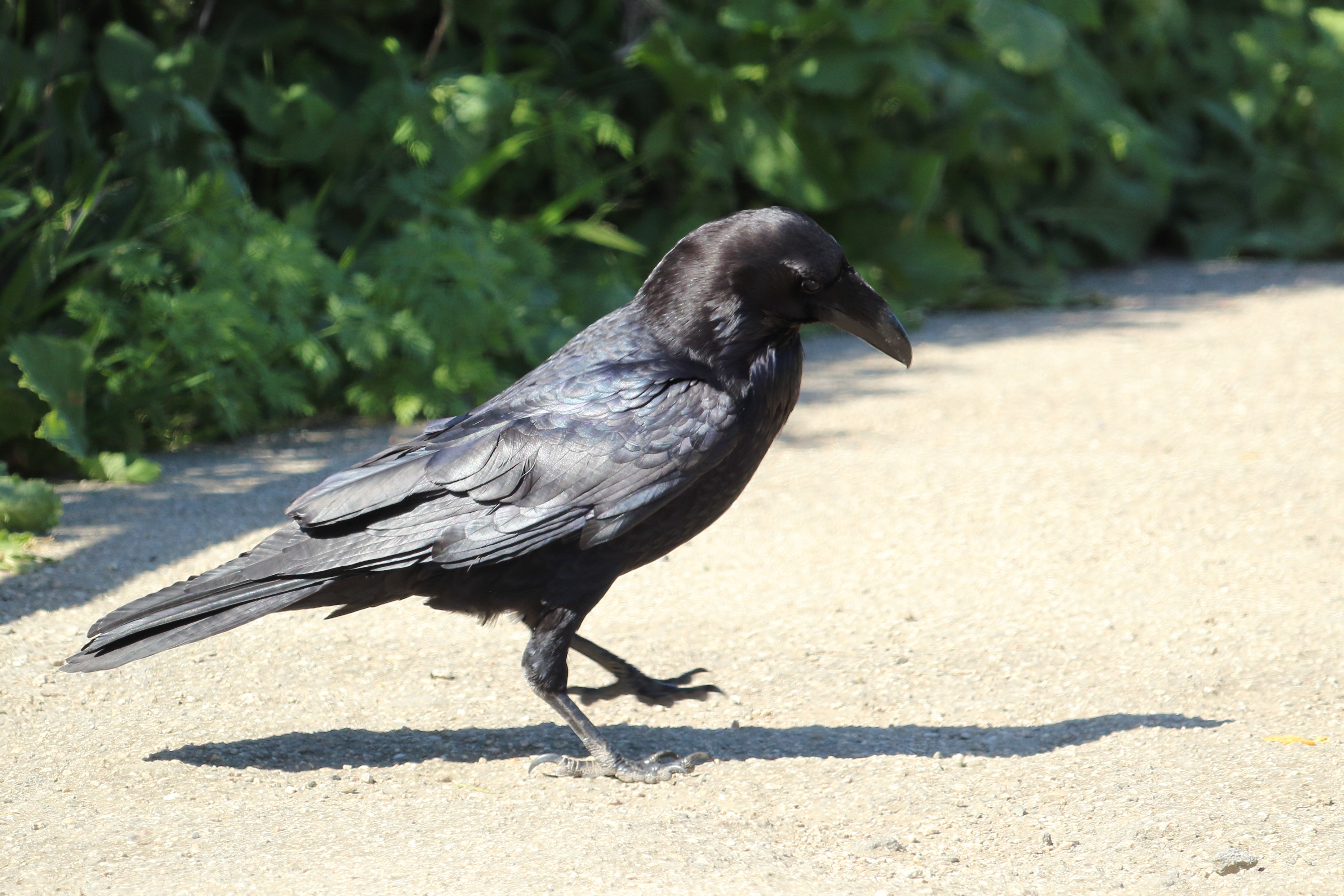 Common Raven