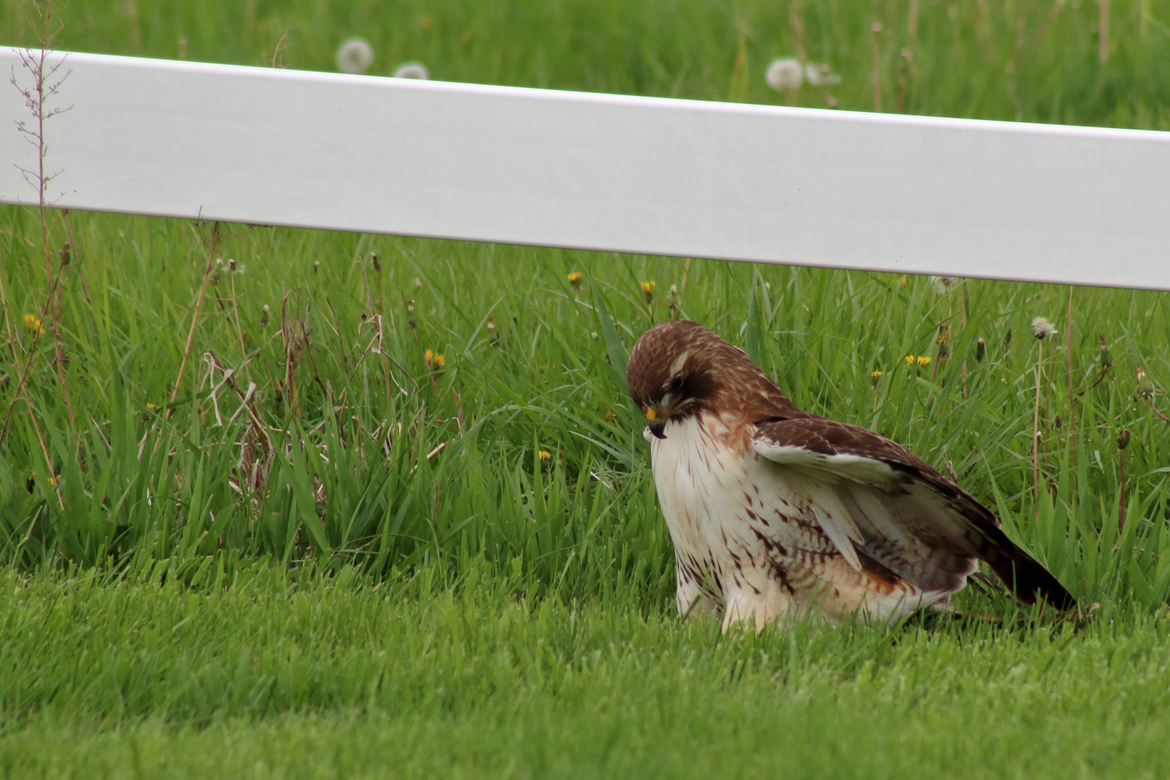 Red-tailed Hawk