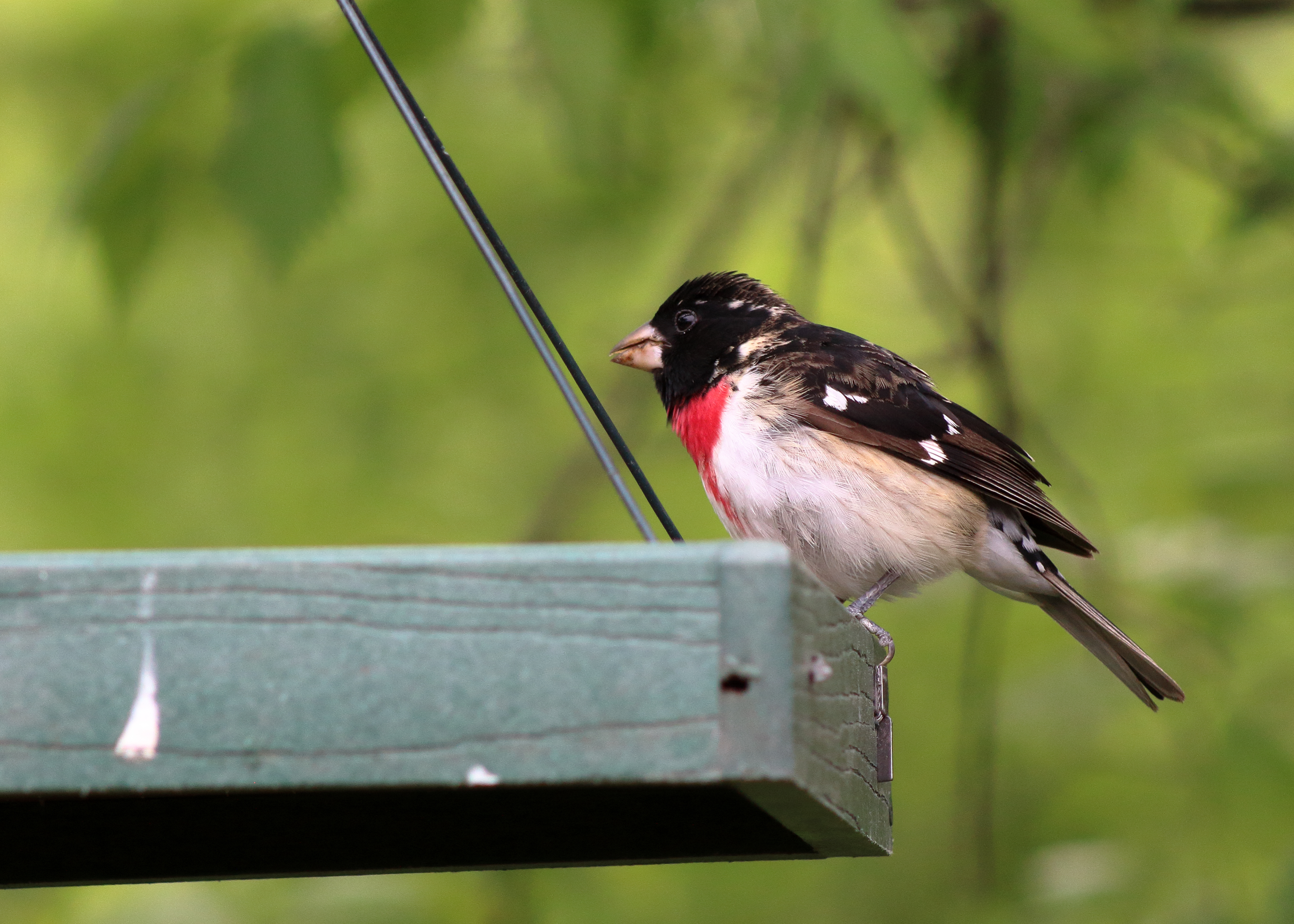 Rose-breasted Grosbeak