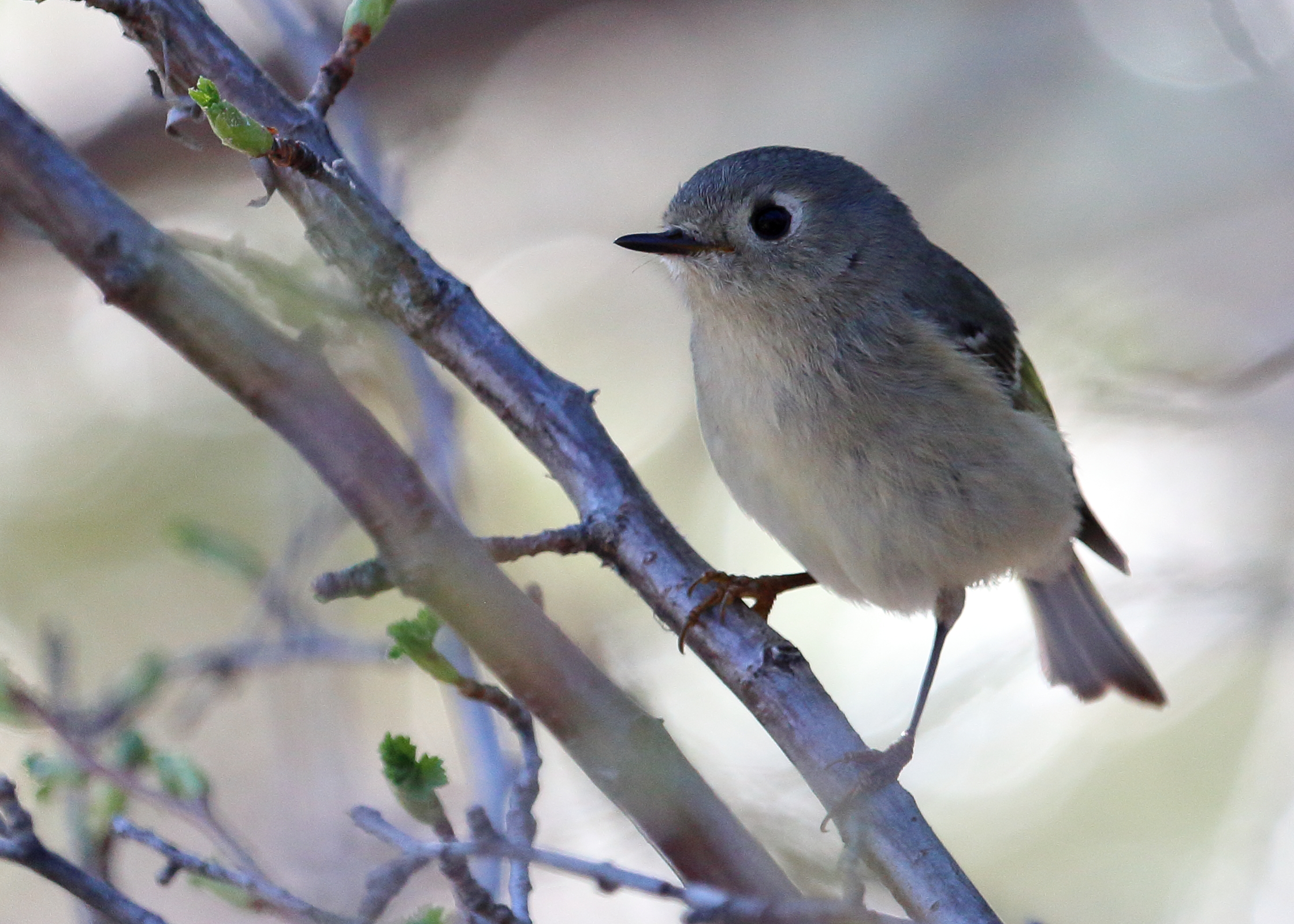 Ruby-crowned Kinglet