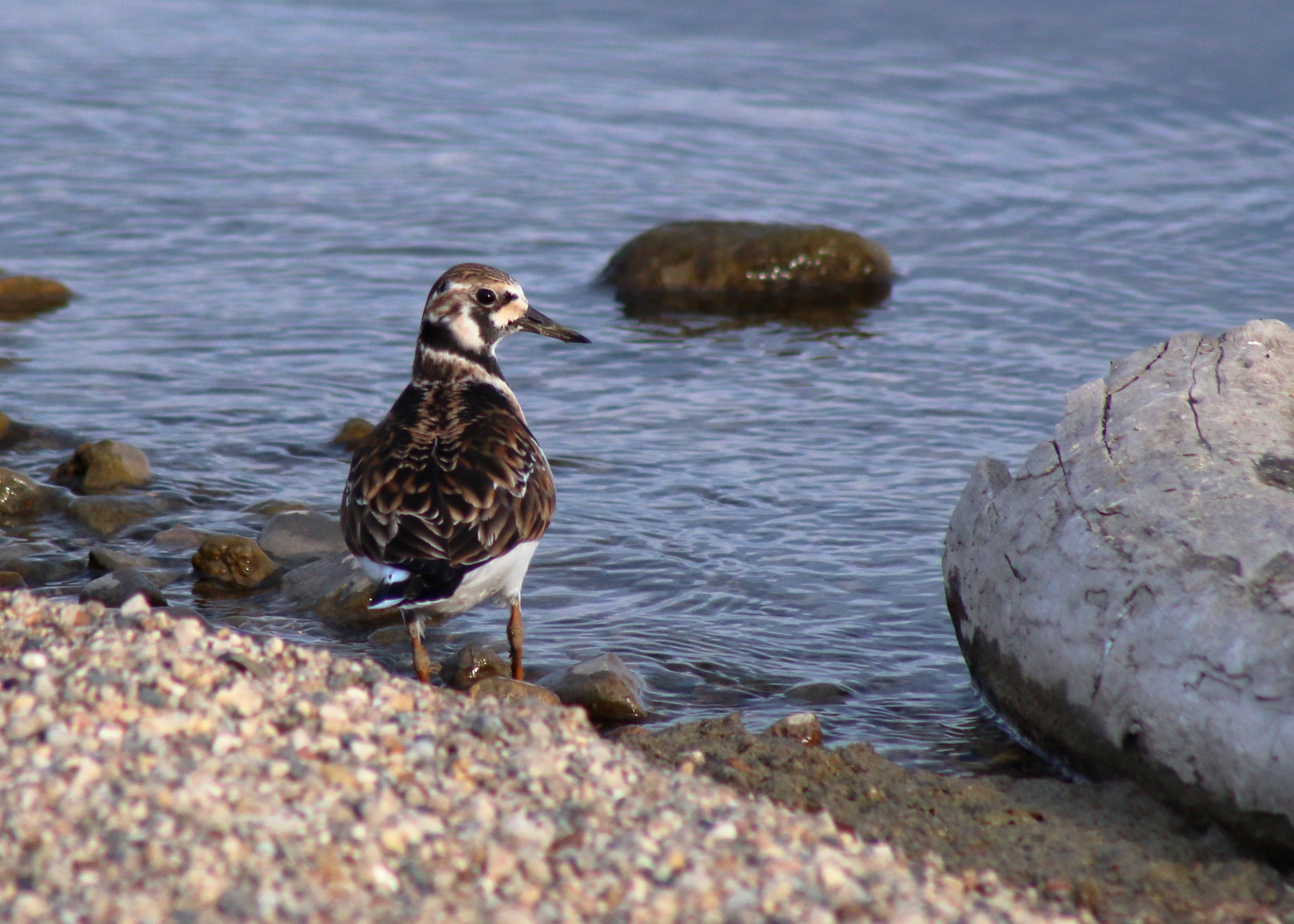 Ruddy Turnstone