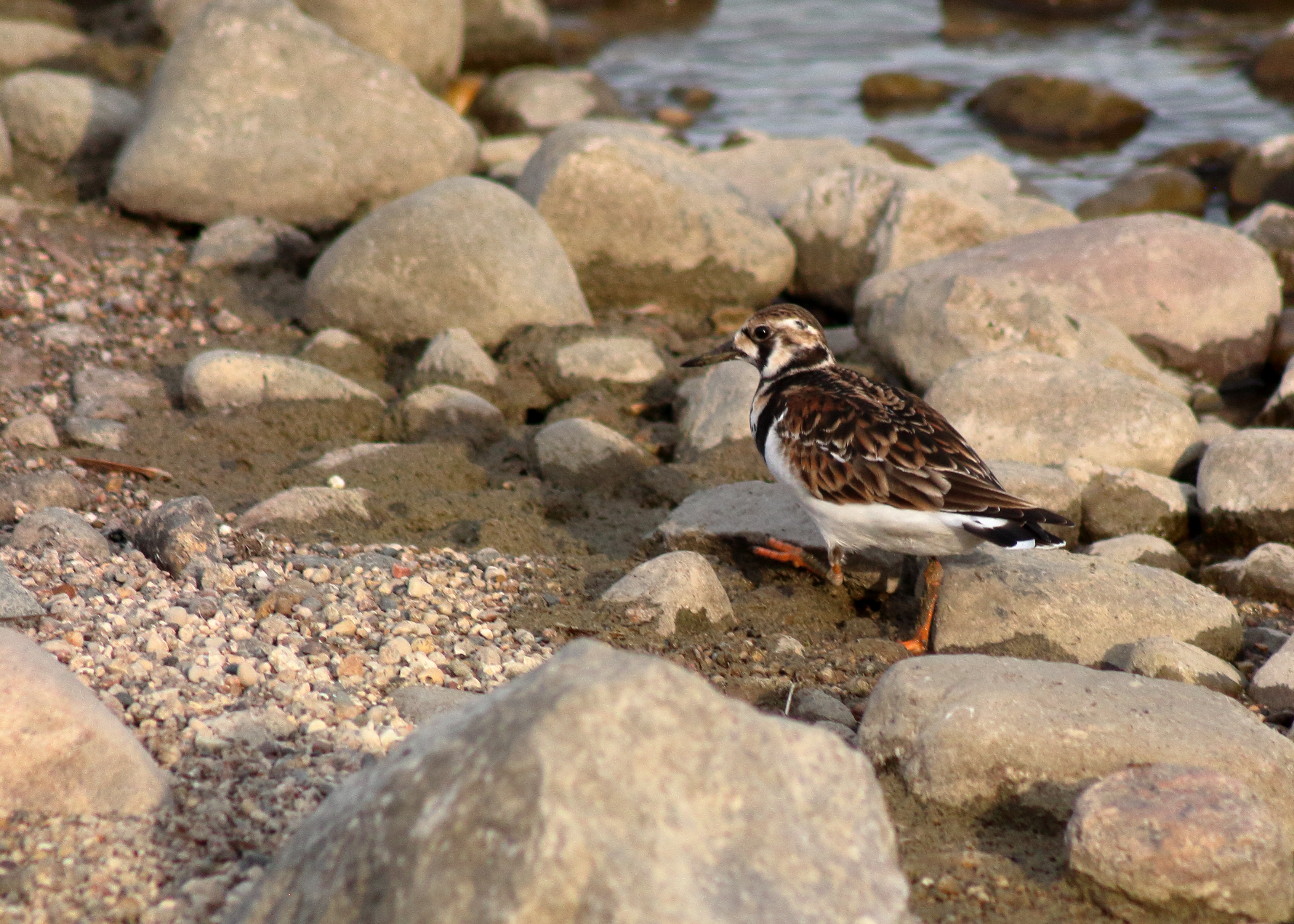Ruddy Turnstone