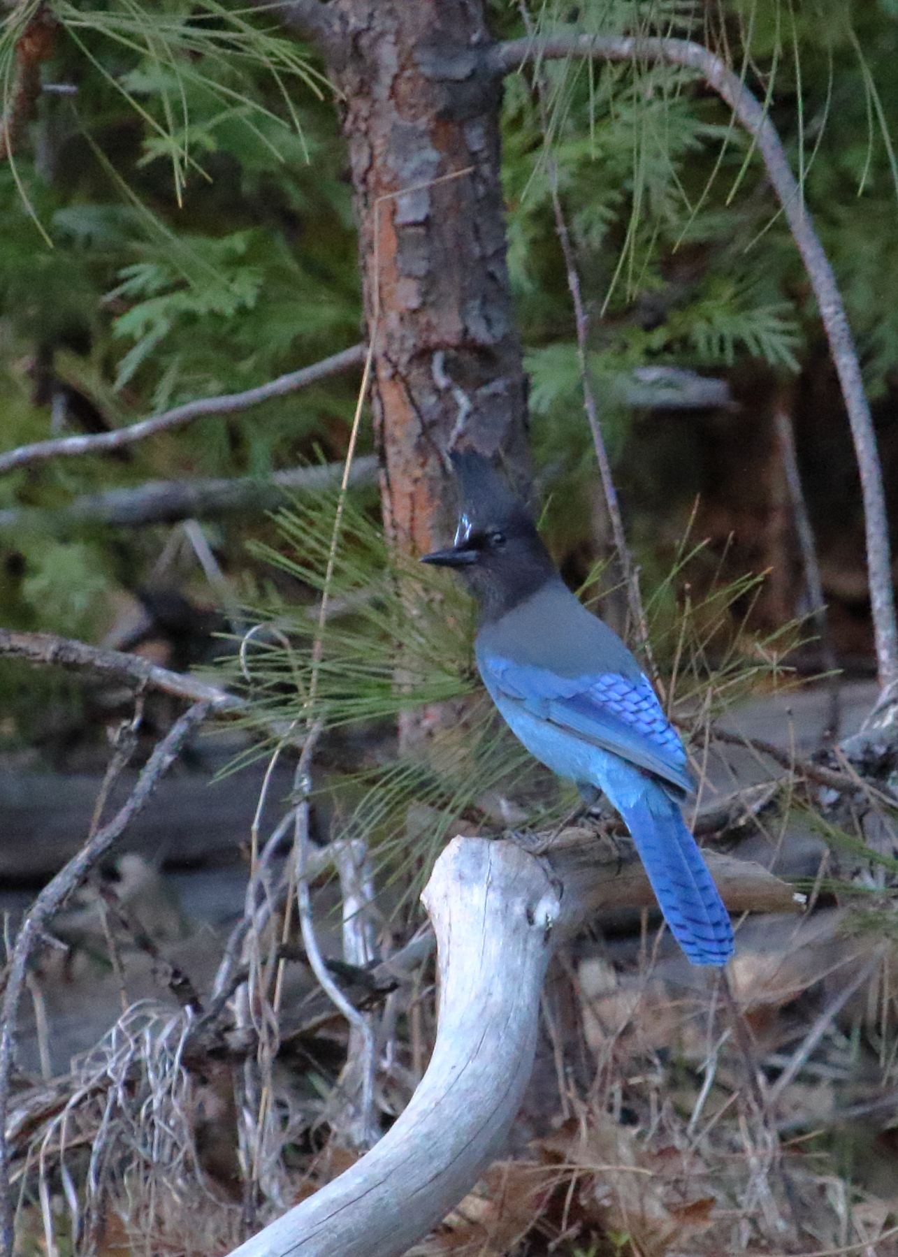 Steller's Jay