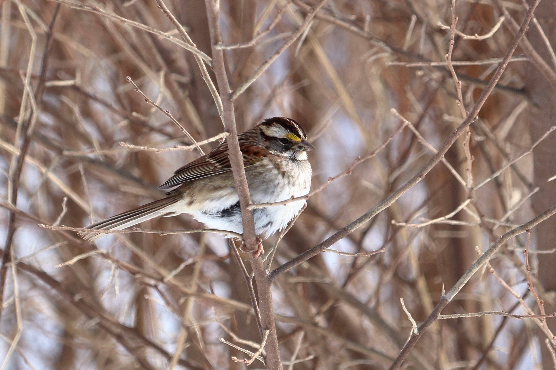 White-throated Sparrow
