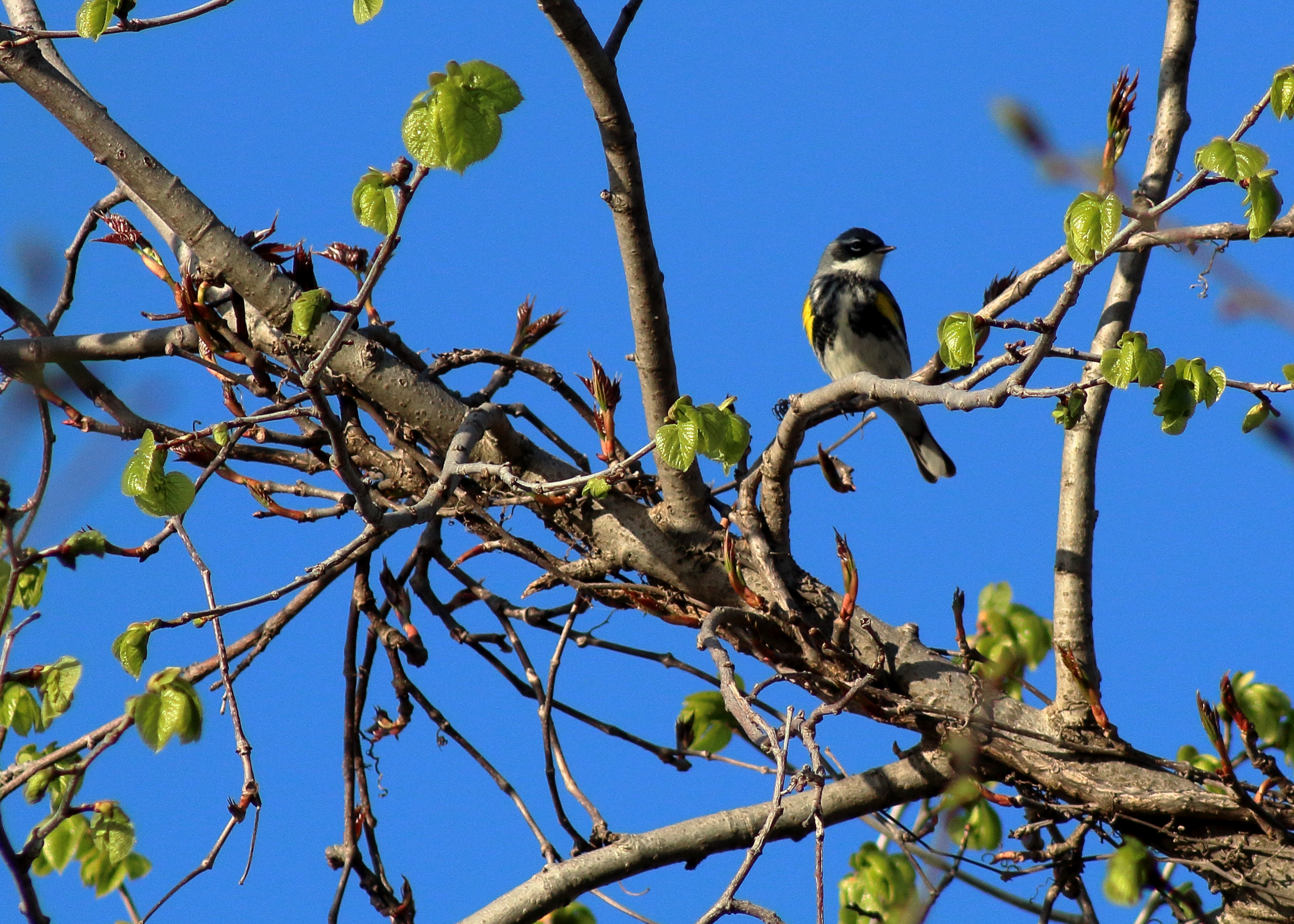 Yellow-rumped Warbler