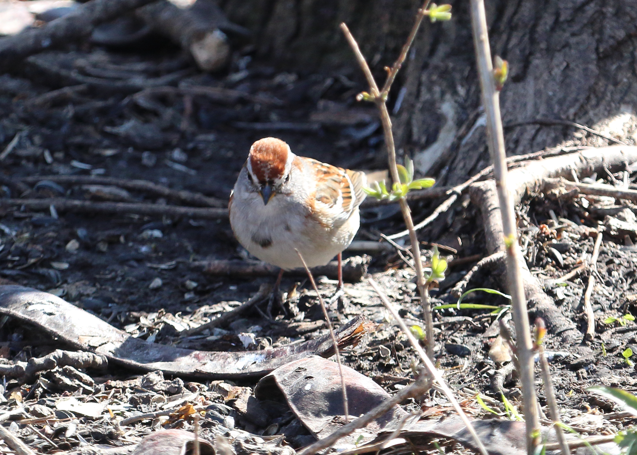American Tree Sparrow