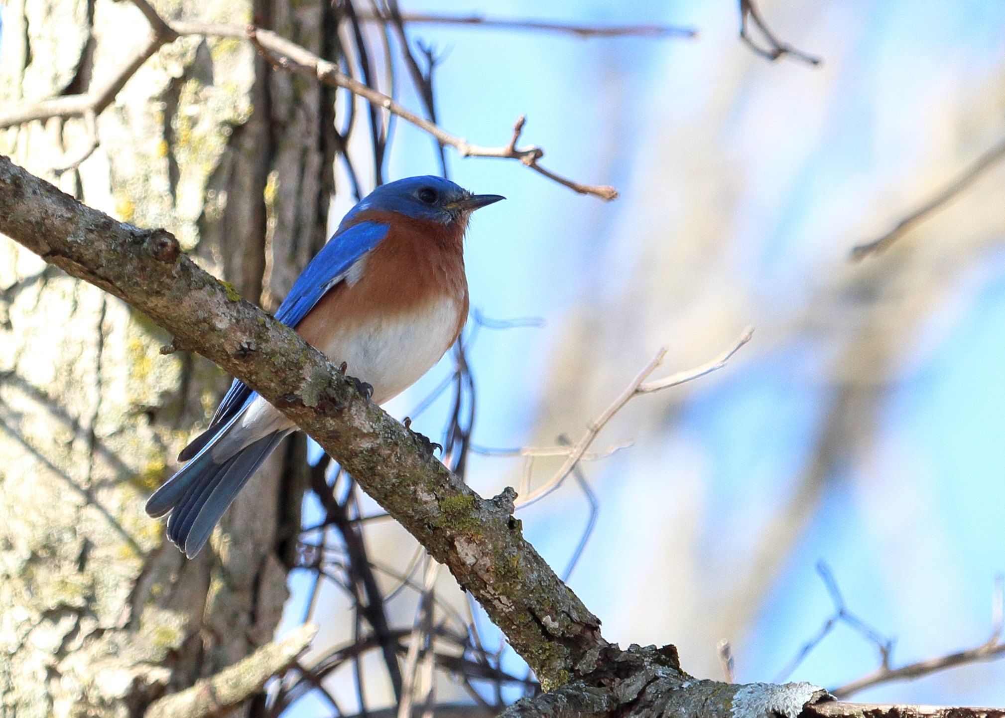 Eastern Bluebird